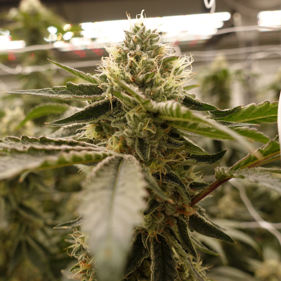 LA Kush Cake The Cut Oklahoma Cannabis Clones